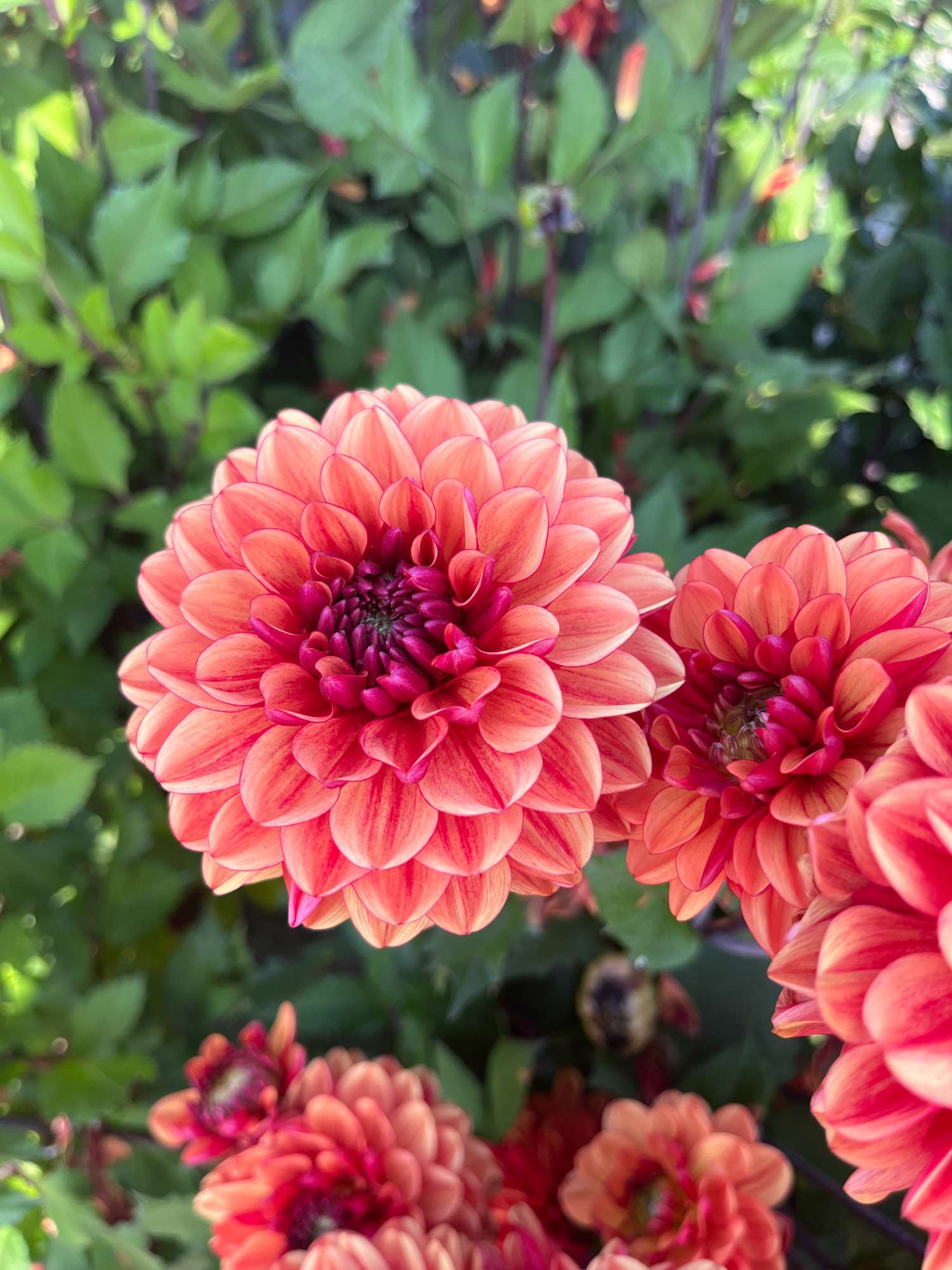 Dahlie ‘Glossy Bonanza’ - Dahlia